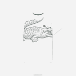Lacoste חולצת טי כותנה בגזרה רופפת - במידות גדולות - גבוהה DZ4D0D136 לבן 001 גברים
